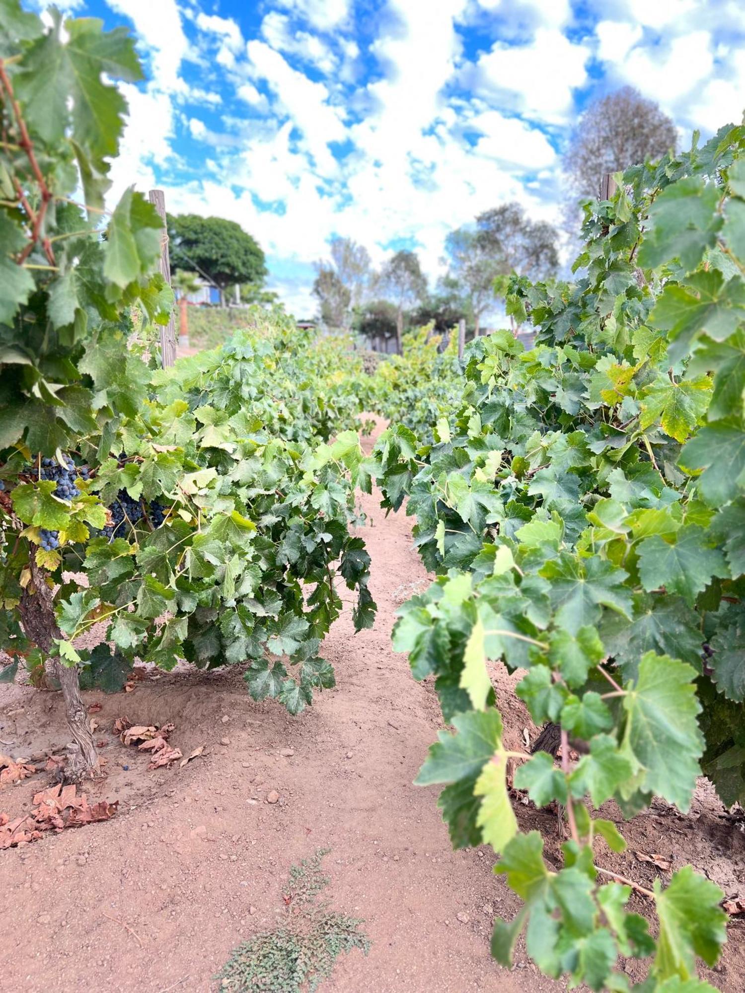 Rancho Matalote En 瓜达鲁佩镇 外观 照片